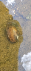 Anodontia