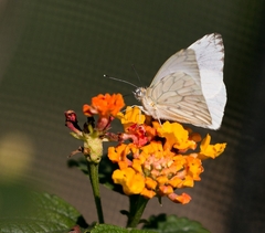 Hesperocharis