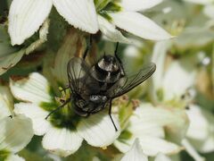 Billaea triangulifera