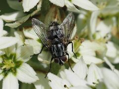 Billaea triangulifera