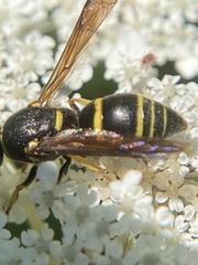 Euodynerus foraminatus