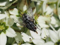 Billaea triangulifera