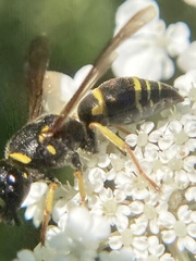 Euodynerus foraminatus