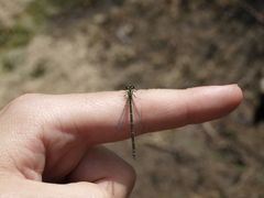 Coenagrion mercuriale