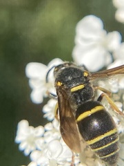 Euodynerus foraminatus