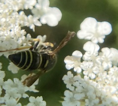 Euodynerus foraminatus