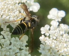 Euodynerus foraminatus