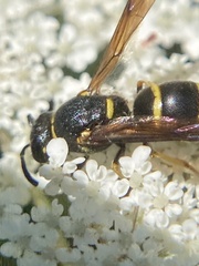 Euodynerus foraminatus