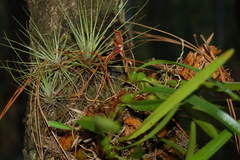 Maxillaria meleagris