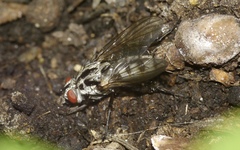 Eustalomyia