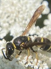 Euodynerus foraminatus