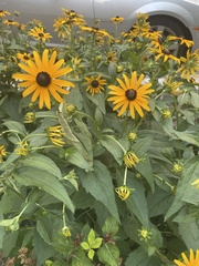 Rudbeckia