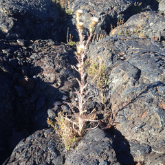 Cirsium cymosum canovirens
