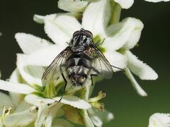 Billaea triangulifera