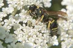 Euodynerus foraminatus