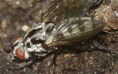 Eustalomyia