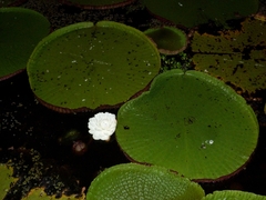 Victoria amazonica