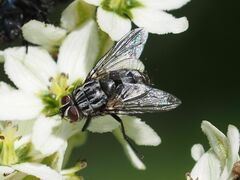 Billaea triangulifera