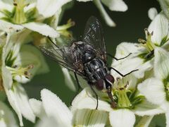 Billaea triangulifera