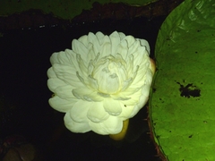 Victoria amazonica