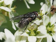 Billaea triangulifera