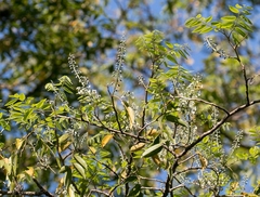 Myrocarpus frondosus