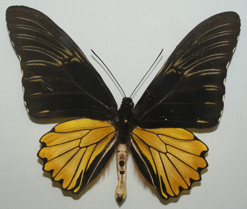 Mountain Birdwing