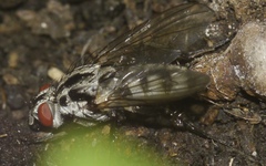 Eustalomyia