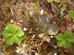 Peltigera scabrosa