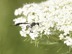 Gasteruption jaculator