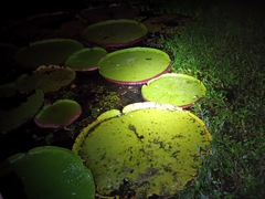Victoria amazonica