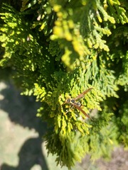 Polistes xanthogaster