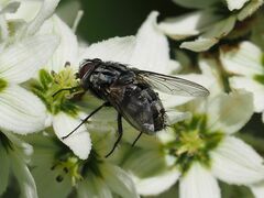 Billaea triangulifera