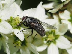 Billaea triangulifera