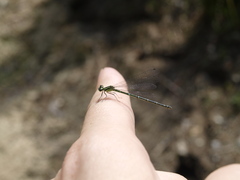Coenagrion mercuriale