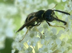 Ancistrocerus adiabatus