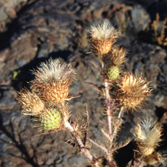 Cirsium cymosum canovirens