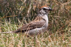 Spizella passerina passerina