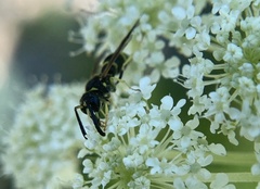 Ancistrocerus adiabatus