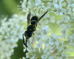 Ancistrocerus adiabatus