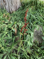 Rumex crispus