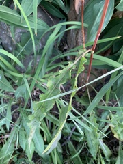 Rumex crispus
