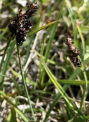 Carex scopulorum scopulorum