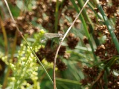 Sympecma fusca