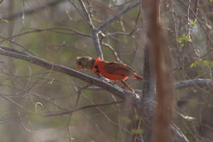 Cardinalis cardinalis mariae