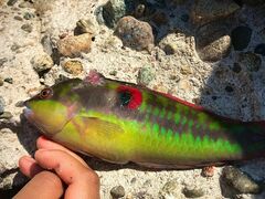 Halichoeres chierchiae