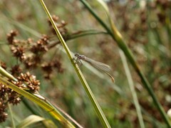 Sympecma fusca
