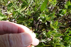 Carex scopulorum scopulorum