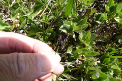 Carex scopulorum scopulorum