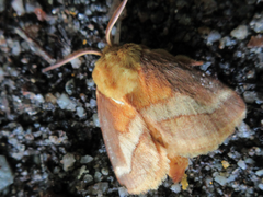 Narosoideus flavidorsalis